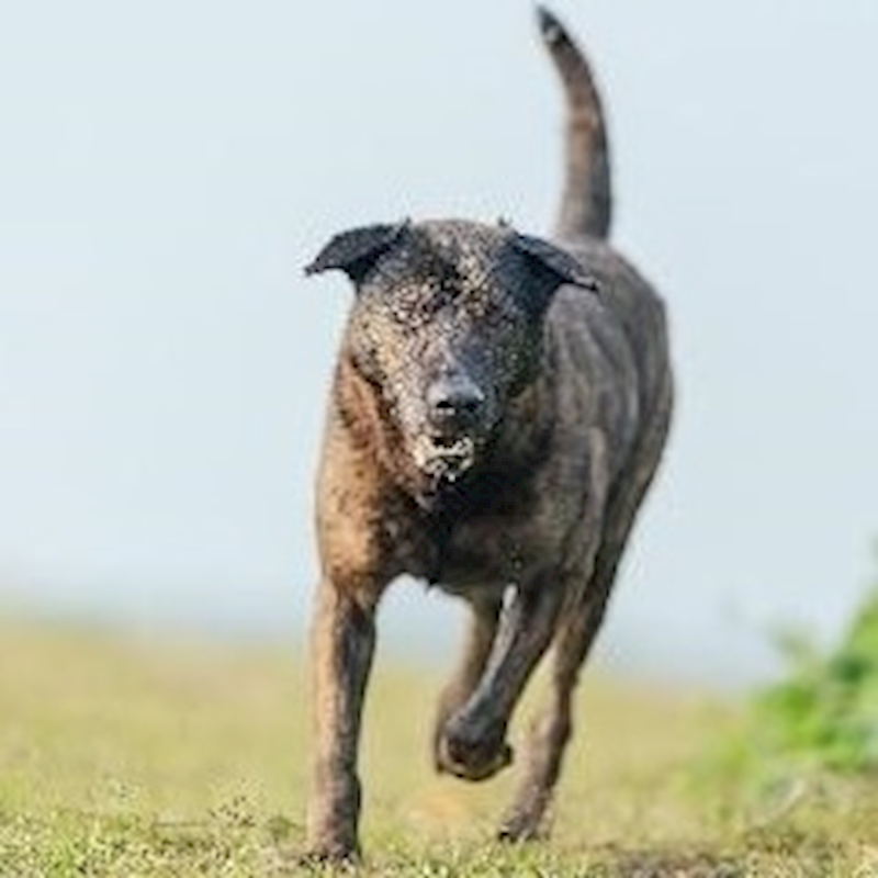 新北市淡水區公立動物之家,編號:200437, 混種犬          