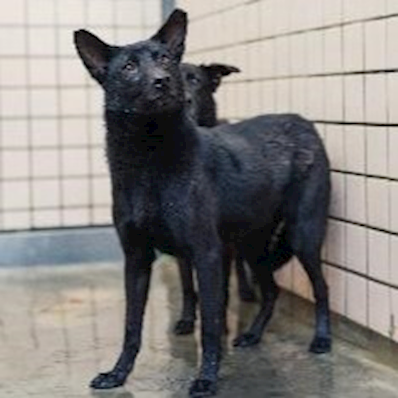 新北市淡水區公立動物之家,編號:87765, 混種犬          