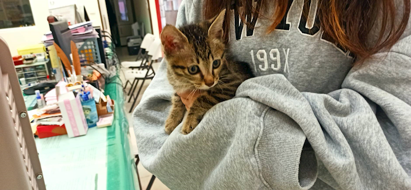 金門縣動物收容中心,編號:433224, 混種貓                 