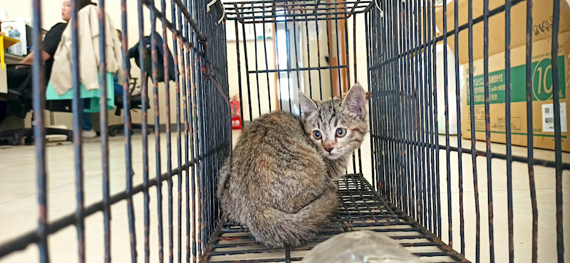金門縣動物收容中心,編號:433223, 混種貓                 