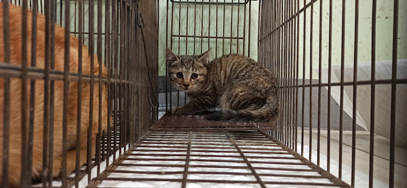 金門縣動物收容中心,編號:433222, 混種貓                 