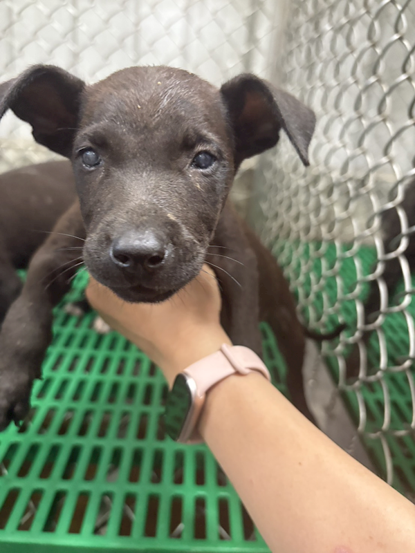 臺東縣動物收容中心,編號:417442, 混種犬          