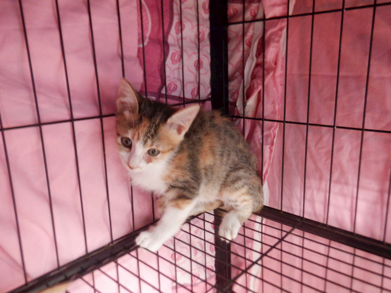 南投縣公立動物收容所,編號:433261, 混種貓                 