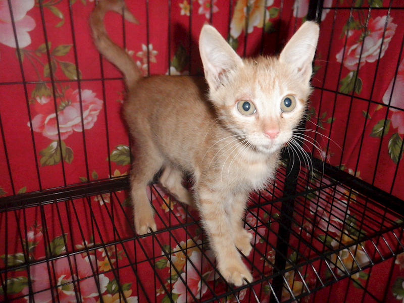 南投縣公立動物收容所,編號:433256, 混種貓                 