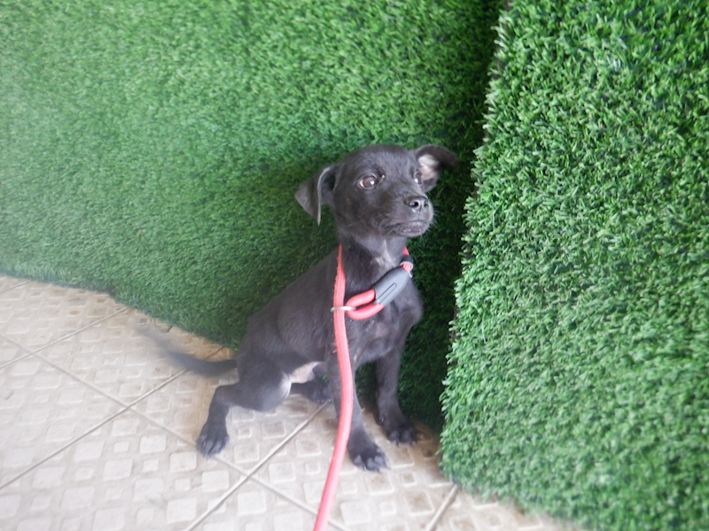 南投縣公立動物收容所,編號:433250, 混種犬          