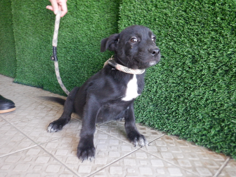 南投縣公立動物收容所,編號:433249, 混種犬          