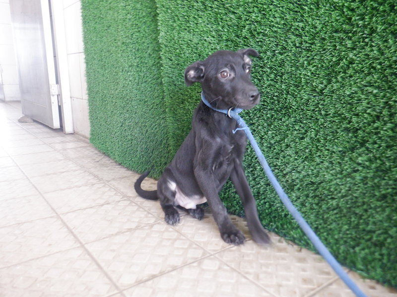 南投縣公立動物收容所,編號:433248, 混種犬          