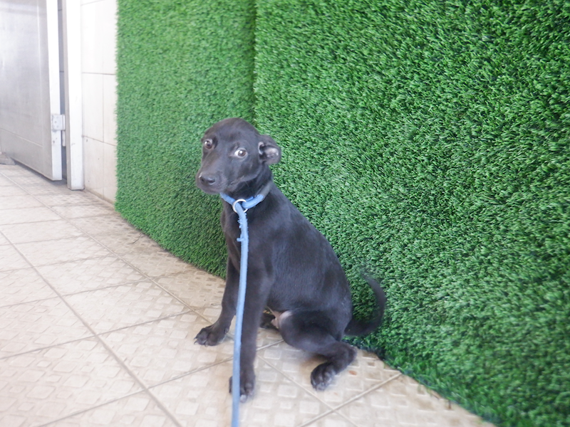 南投縣公立動物收容所,編號:433247, 混種犬          