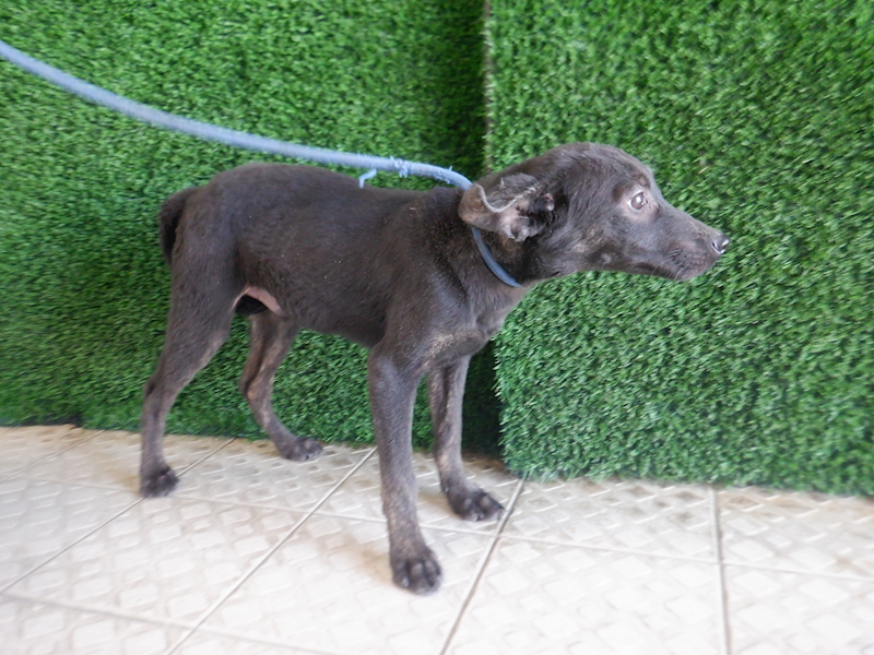 南投縣公立動物收容所,編號:433246, 混種犬          