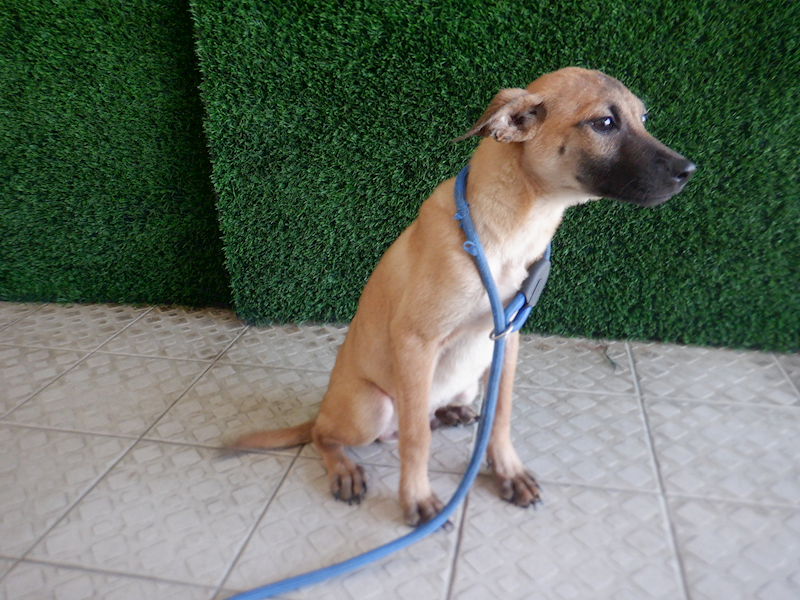 南投縣公立動物收容所,編號:433245, 混種犬          