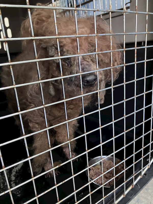 新北市新店區公立動物之家,編號:433232, 貴賓犬        