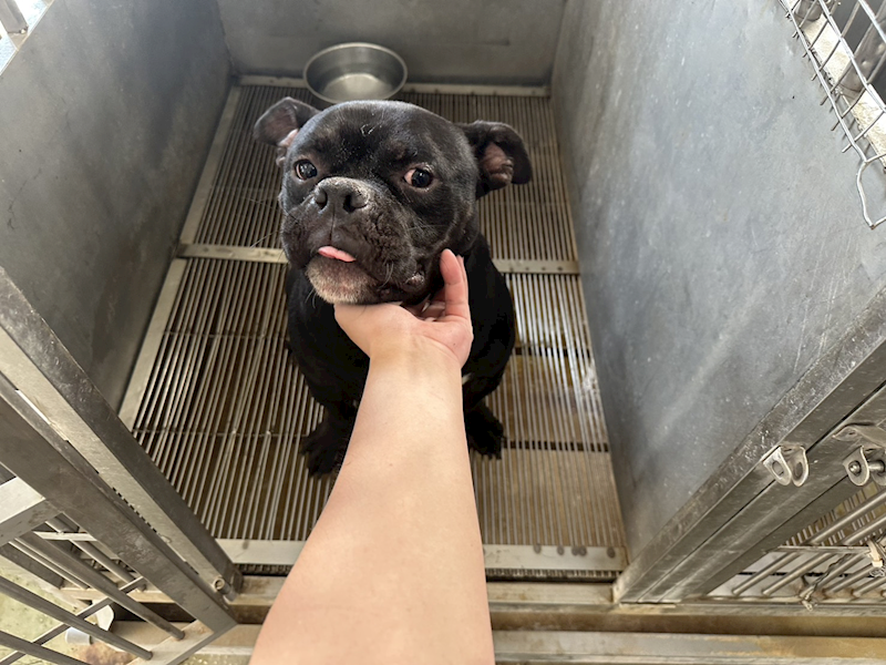 桃園市動物保護教育園區,編號:433230, 美國惡霸犬