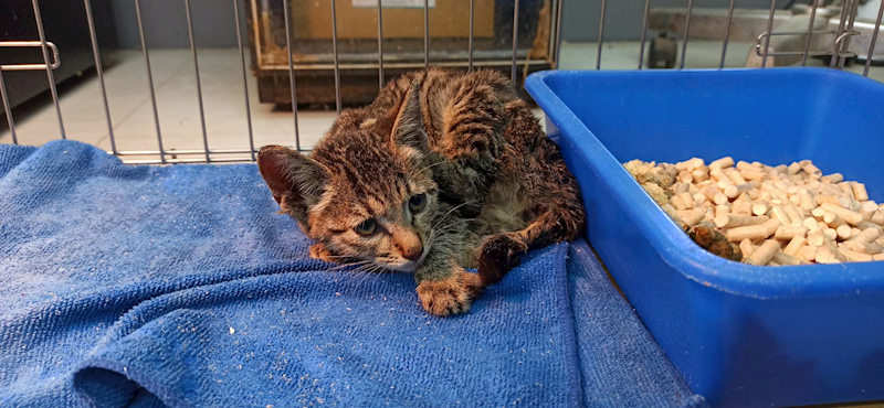 金門縣動物收容中心,編號:433217, 混種貓                 