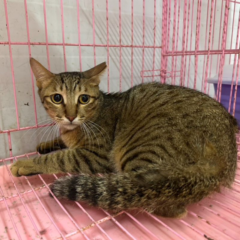 臺北市動物之家,編號:412073, 混種貓                 