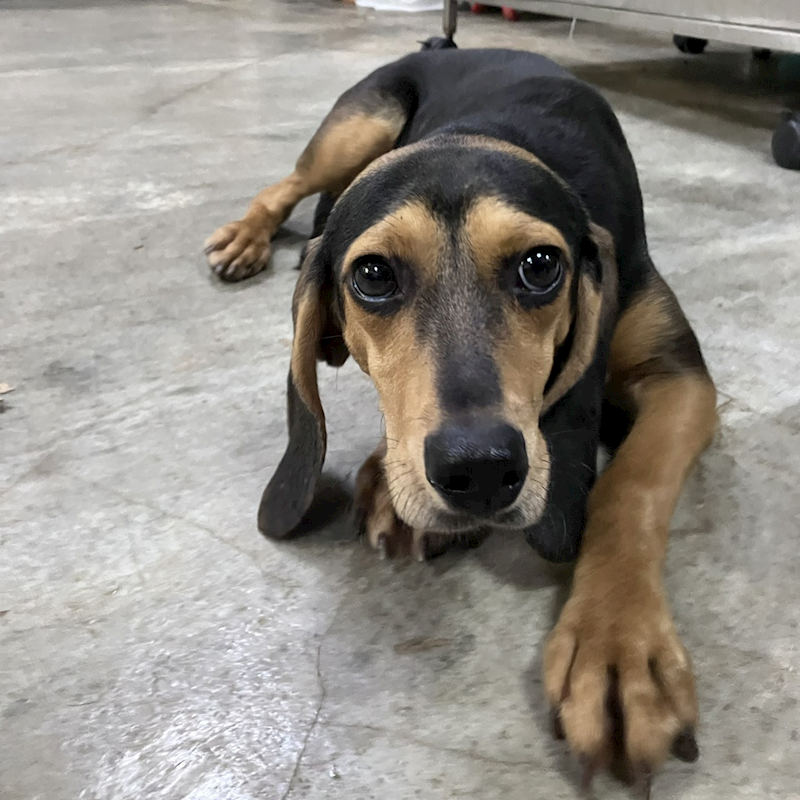 新北市新店區公立動物之家,編號:433209, 混種犬          