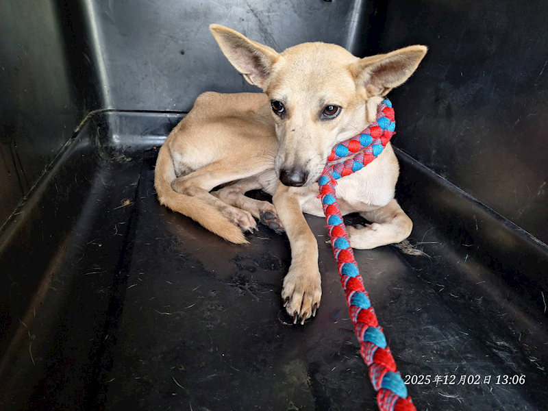 基隆市寵物銀行,編號:433195, 混種犬          