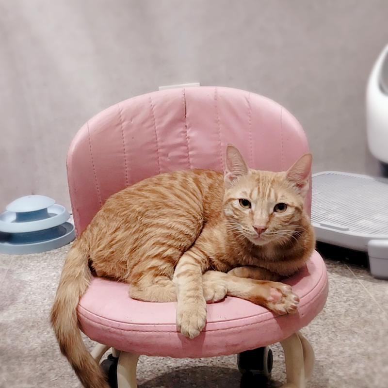 新北市新店區公立動物之家,編號:433180, 混種貓                 