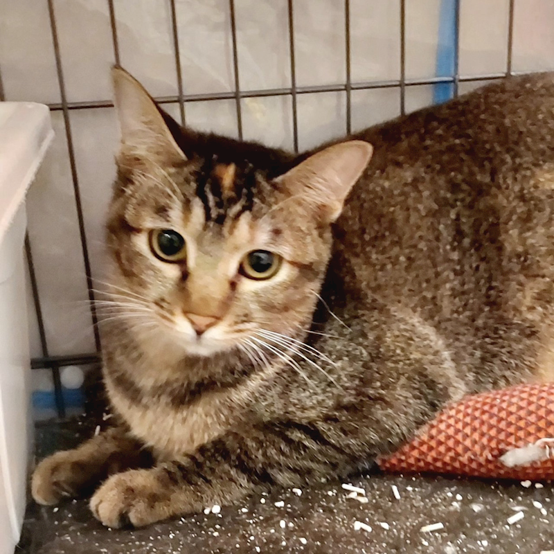 新北市新店區公立動物之家,編號:433179, 混種貓                 