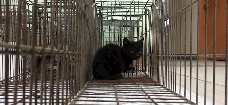 金門縣動物收容中心,編號:433110, 混種貓                 