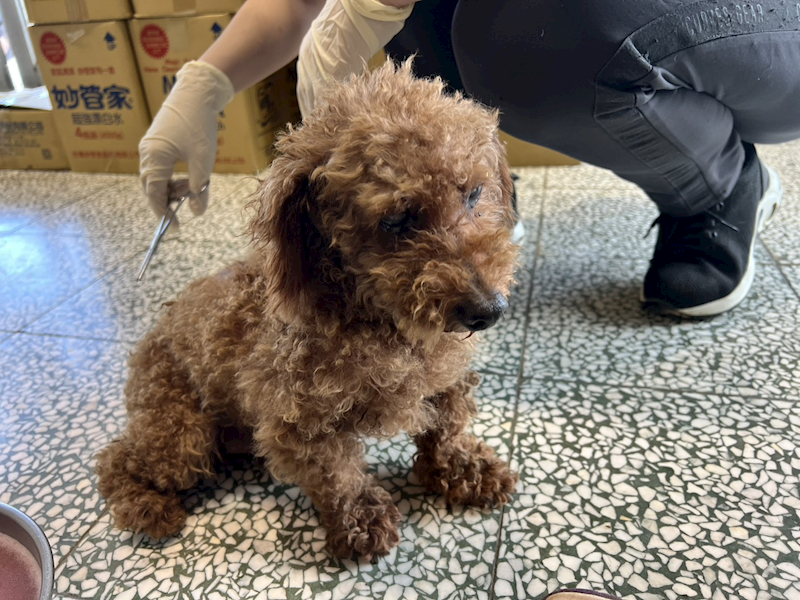 桃園市動物保護教育園區,編號:424837, 貴賓犬        