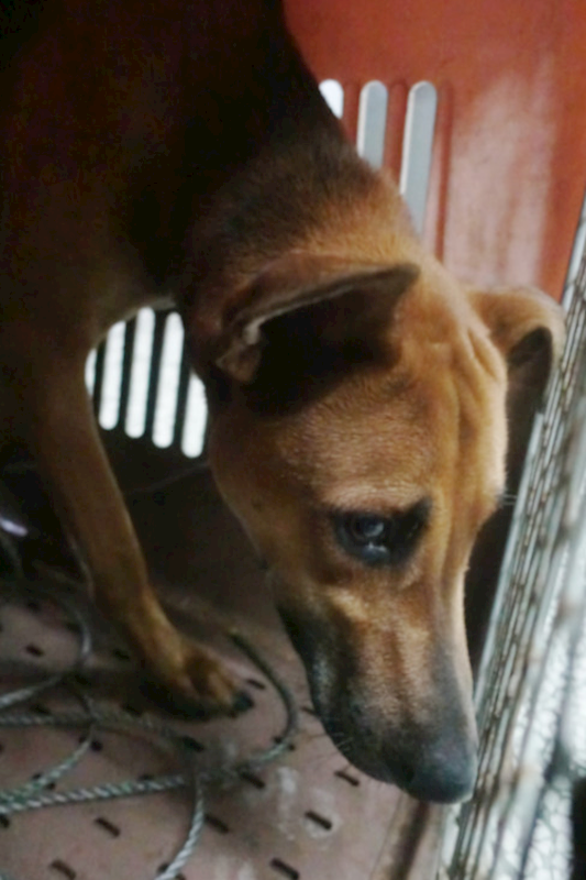 宜蘭縣流浪動物中途之家,編號:433293, 混種犬          