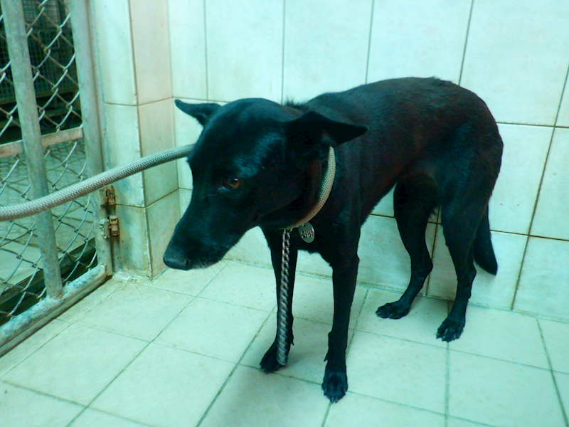 南投縣公立動物收容所,編號:433314, 混種犬          