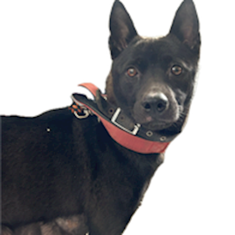 澎湖縣流浪動物收容中心,編號:344732, 混種犬          