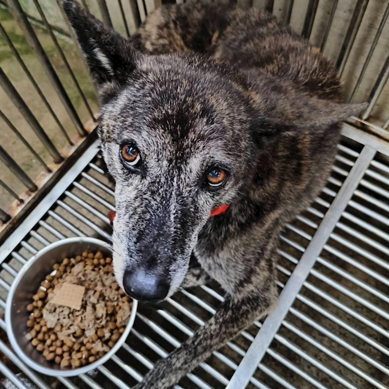 新北市淡水區公立動物之家,編號:433169, 混種犬          