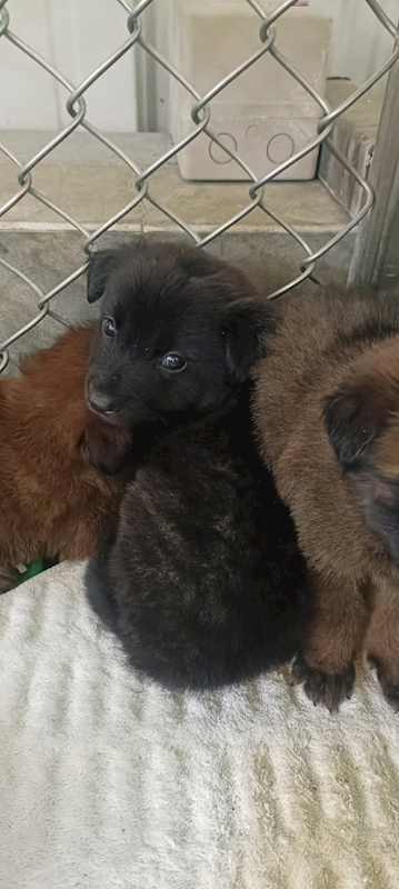 臺東縣動物收容中心,編號:432301, 混種犬          