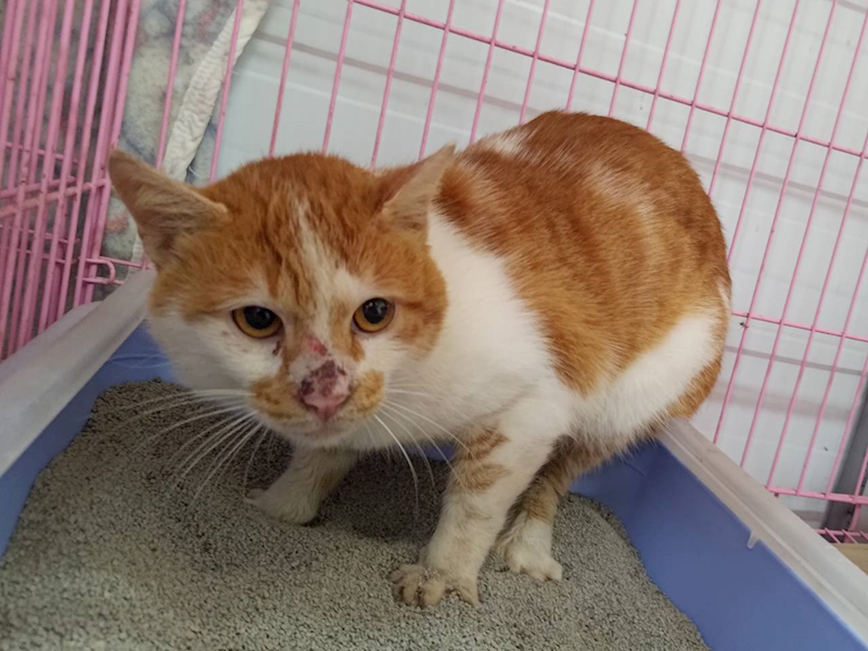 臺北市動物之家,編號:380729, 混種貓                 