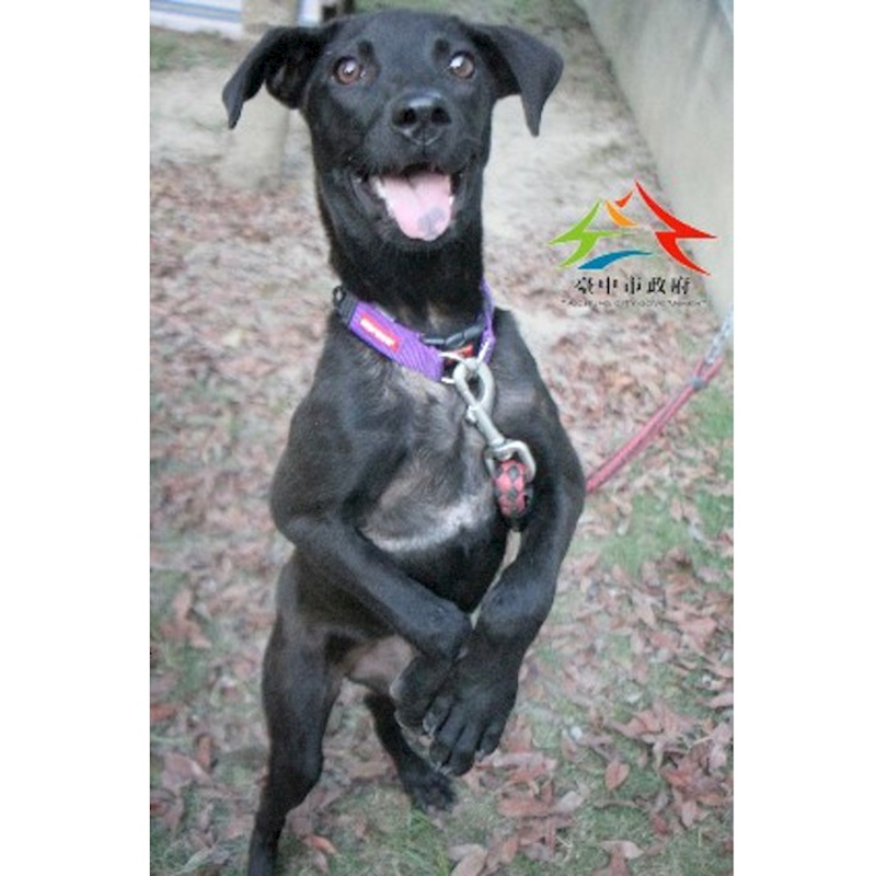 臺中市動物之家后里園區,編號:429588, 混種犬          