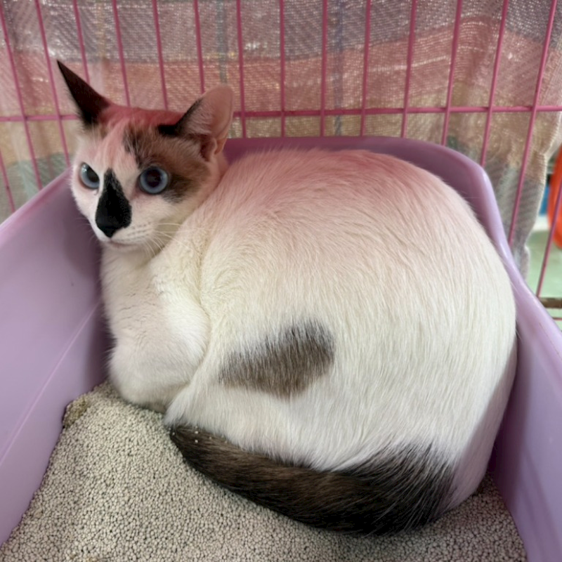 臺南市動物之家善化站,編號:433304, 混種貓                 