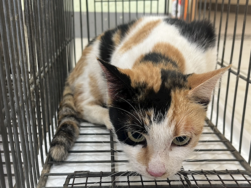 金門縣動物收容中心,編號:433431, 混種貓                 