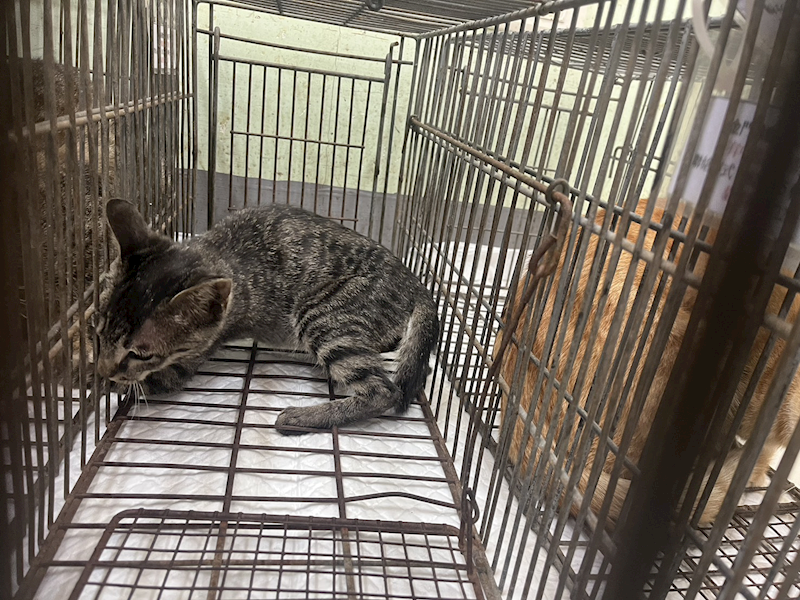 金門縣動物收容中心,編號:433430, 混種貓                 