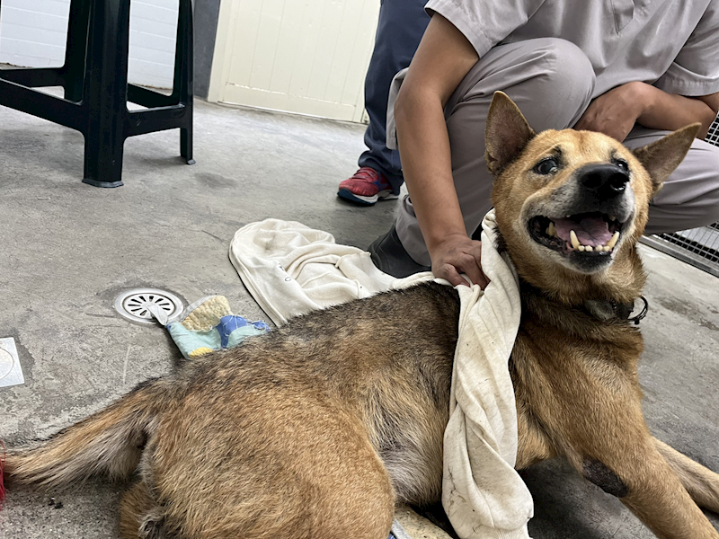 臺北市動物之家,編號:427366, 混種犬          