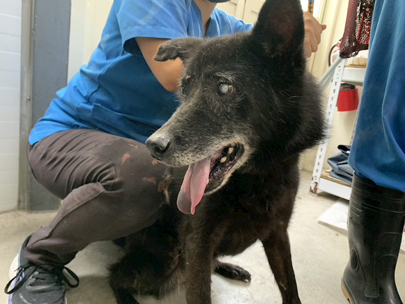 臺北市動物之家,編號:414887, 混種犬          