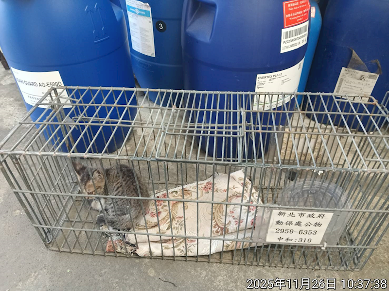 新北市中和區公立動物之家,編號:433419, 混種貓                 