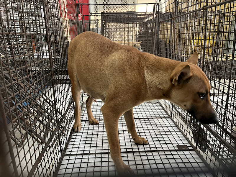 金門縣動物收容中心,編號:433213, 混種犬          