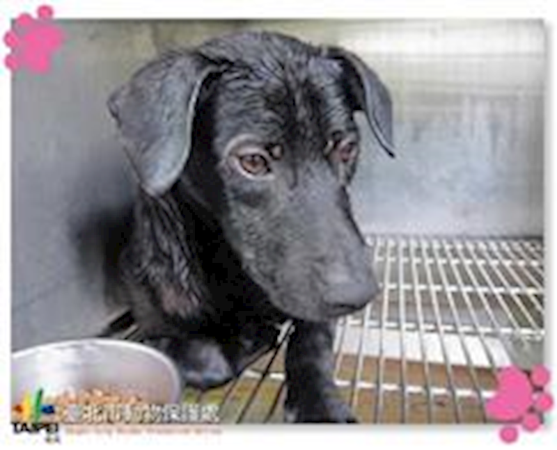臺北市動物之家,編號:31367, 混種犬          