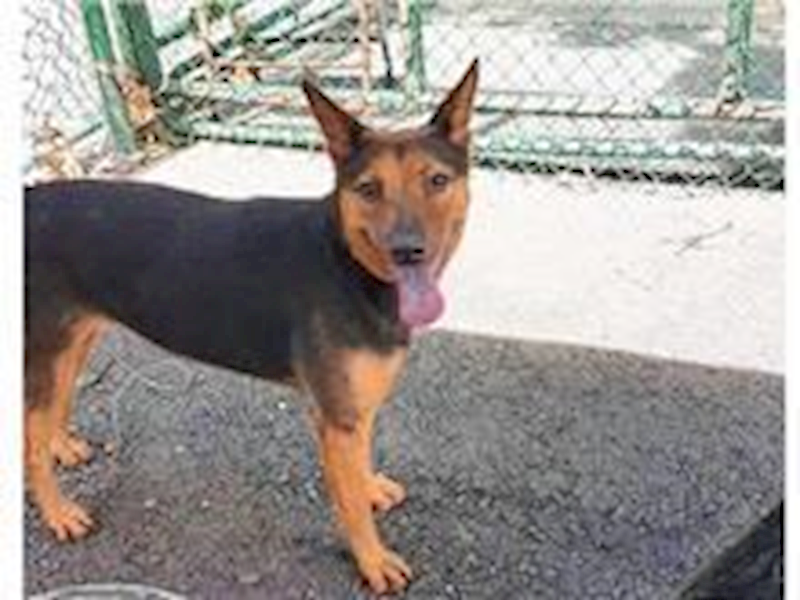 臺北市動物之家,編號:31453, 混種犬          