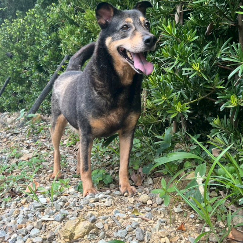 新北市瑞芳區公立動物之家,編號:433390, 混種犬          