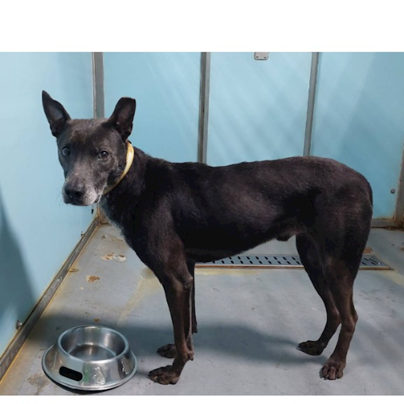 臺北市動物之家,編號:335431, 混種犬          