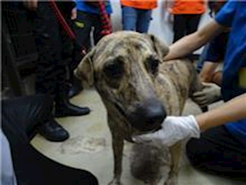 臺北市動物之家,編號:72836, 混種犬          