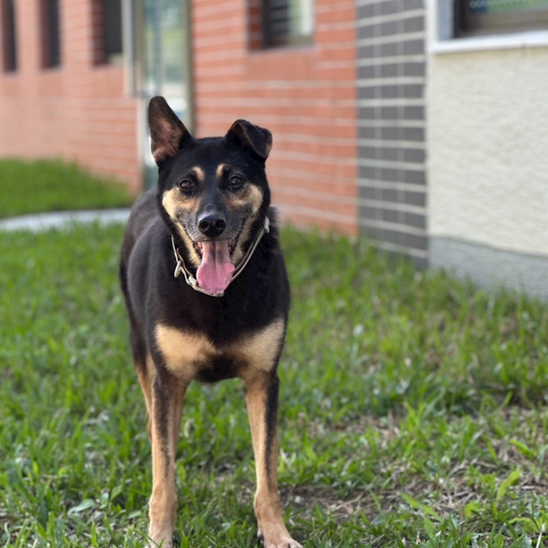 新北市瑞芳區公立動物之家,編號:433389, 混種犬          