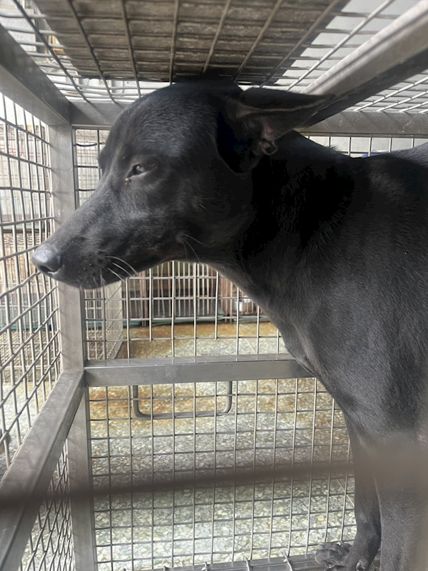 臺南市動物之家善化站,編號:433328, 混種犬          