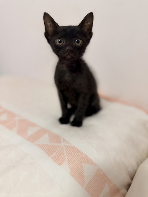 新北市八里區公立動物之家,編號:433444, 混種貓                 