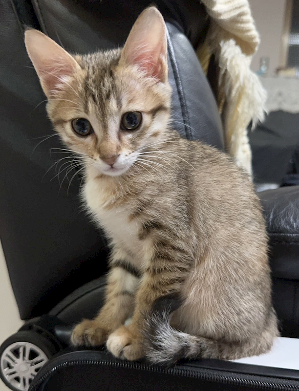 新北市八里區公立動物之家,編號:433452, 混種貓                 