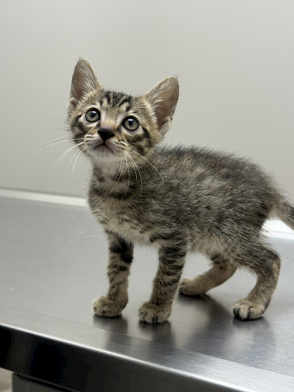 新北市八里區公立動物之家,編號:433454, 混種貓                 