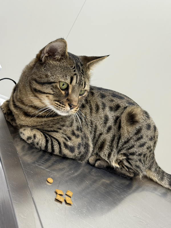 新北市八里區公立動物之家,編號:433456, 混種貓                 