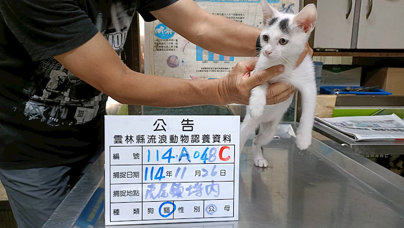 雲林縣流浪動物收容所,編號:433442, 混種貓                 